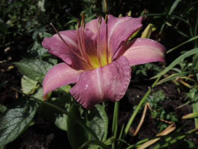 DSCN7525_856.JPG