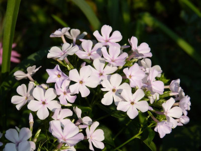 2015-08-08 Phlox 'Grace'.jpg