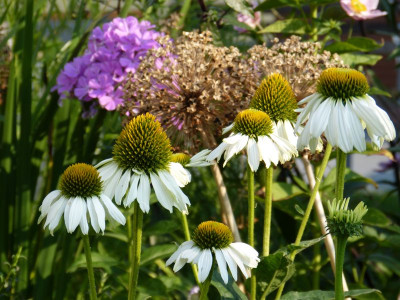 2015-08-08 Gartenimpressionen 1.jpg