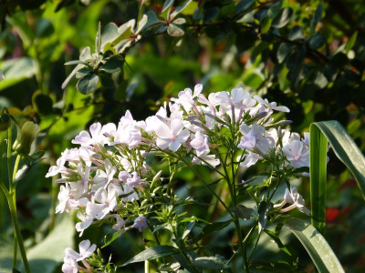 2015-08-08 Gartenimpressionen 2.jpg