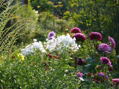 2015-08-08 Gartenimpressionen 3.jpg