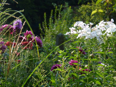 2015-08-08 Gartenimpressionen 4.jpg