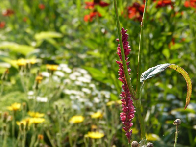 2015-08-08 Gartenimpressionen 5.jpg