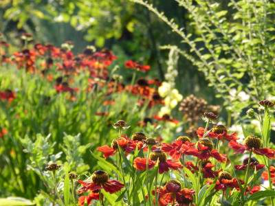 2015-08-08 Gartenimpressionen 6.jpg