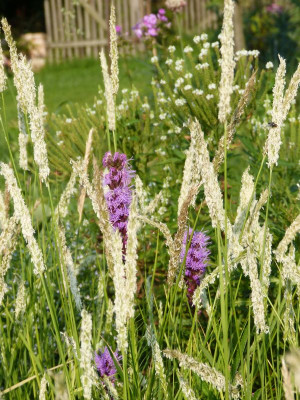 2015-08-08 Gartenimpressionen 7.jpg