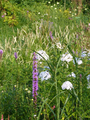 2015-08-08 Gartenimpressionen 8.jpg