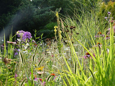 2015-08-08 Gartenimpressionen 10.jpg