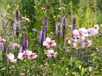 2015-08-08 Gartenimpressionen 11.jpg