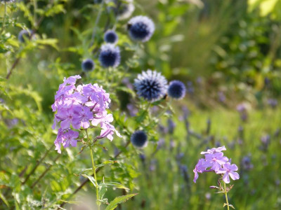 2015-08-08 Gartenimpressionen 12.jpg