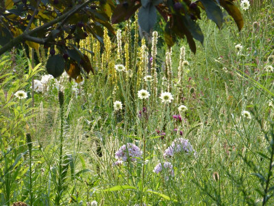 2015-08-08 Gartenimpressionen 14.jpg