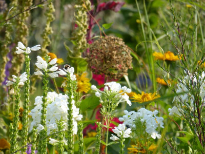 2015-08-08 Gartenimpressionen 16.jpg
