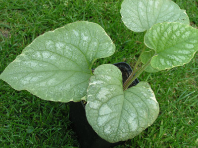 Brunnera-Silver-Wings.jpg