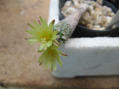 turbinicarpus krainzianus var. minimus 150807.jpg