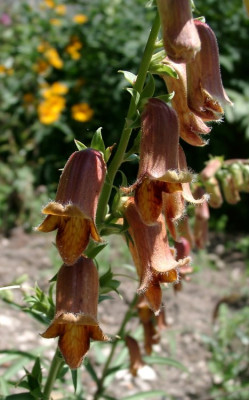 07040012_eDigitalis_obscura.JPG