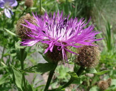 07040016_eCentaurea_pseudophrygea.JPG