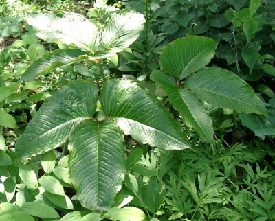 07040011_eArisaema_speciosum_Blatt.JPG