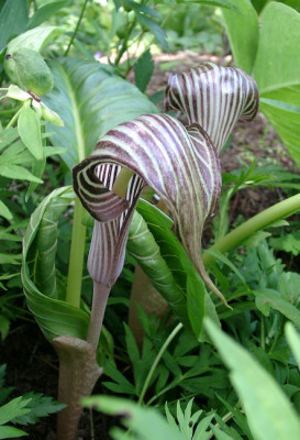 07040010_eArisaema_fargesii_CY110.JPG