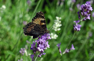 Schmettifant4643.jpg