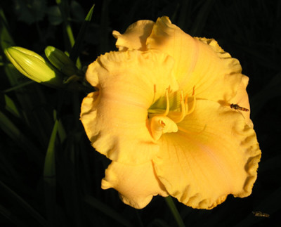 Sonne-brennendheiss.jpg