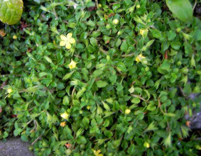 4.7.06._Lysimachia_japonica_Minutissima__009.JPG