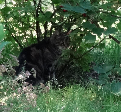 gartenliese12.jpg