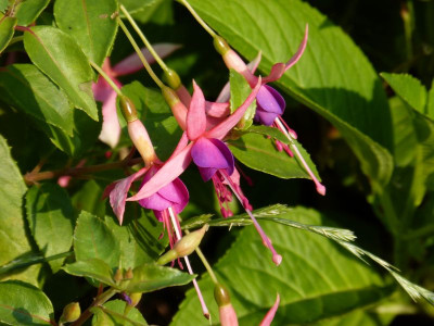 2015-08-08 Fuchsia 'Chillerton Beauty'.jpg