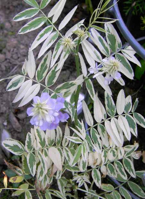 4.7.06._Galega_officinalis_Coconut_Ice_003.JPG