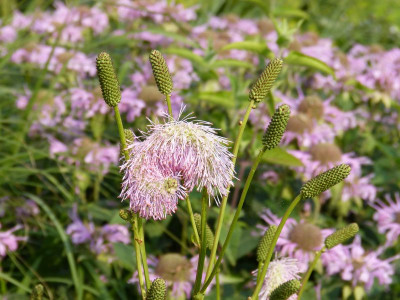 2015-08-08 Sanguisorba 'Pink Brushes'.jpg
