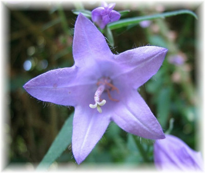 Blume-4.07.06_020.jpg