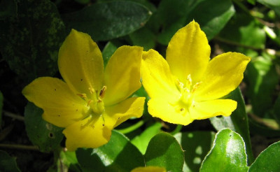 Blumen4.07.06_013.jpg