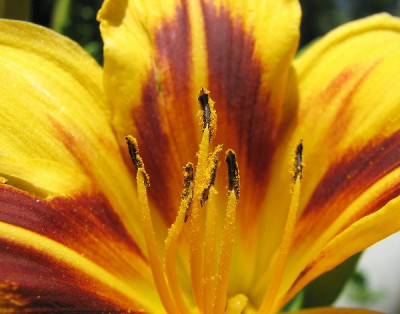 Blumen4.07.06_004.jpg