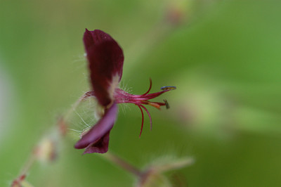 geranium_phaeum_5450.jpg