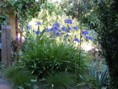 Lilien, erste Feigen 2015 061.JPG