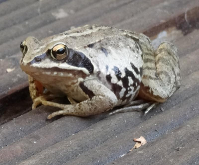 grasfrosch01.jpg