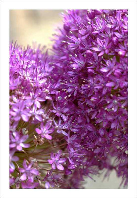 Allium_1_28-06-2006.jpg