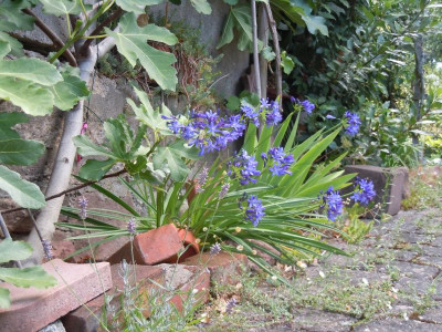 Agapanthus Taw Valley xyzzzz.JPG