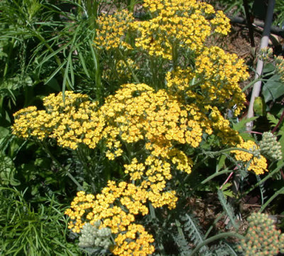 Schafgarbe_Terrakotta_S2_28939.jpg