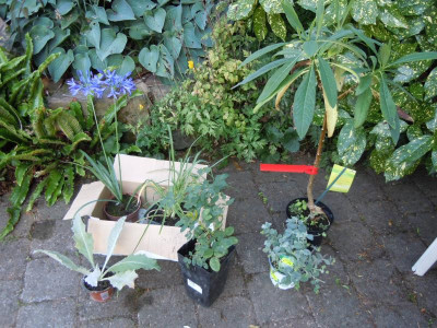 Lilien, erste Feigen 2015 058.JPG