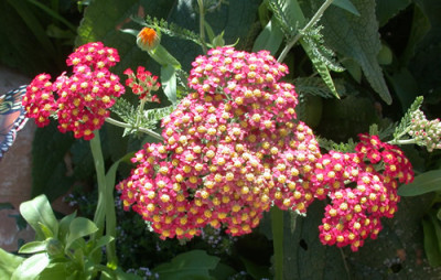 Schafgarbe_T2_2894_rot_.jpg