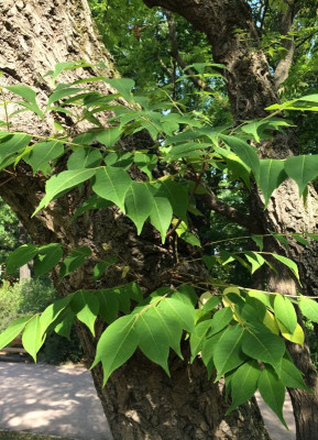 Phellodendron amurense B 08-2015.jpg