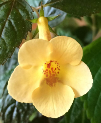 Achimenes Yellow Beauty 08-2015.jpg