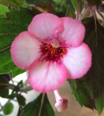Achimenes Sun Wind 08-2015.jpg