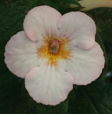 Achimenes Rozi Roza 08-2015.jpg
