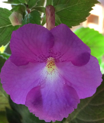 Achimenes Sterntaler 08-2015.jpg