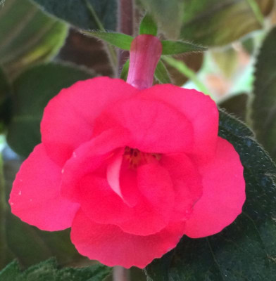 Achimenes Stan's Delight 08-2015.jpg