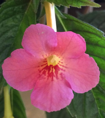 Achimenes Ice Tea 08-2015.jpg