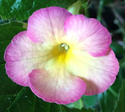 Achimenes Hugues Aufray 08-2015.jpg