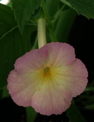Achimenes Sugarland 08-2015.jpg