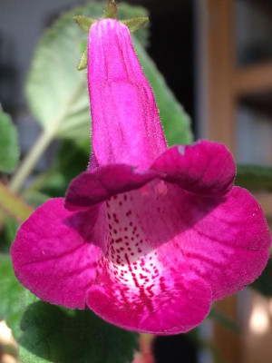 Smithicodonia Heartland's Joy 08-2015.JPG