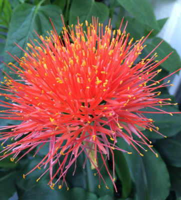 Scadoxus 08-2015.jpg